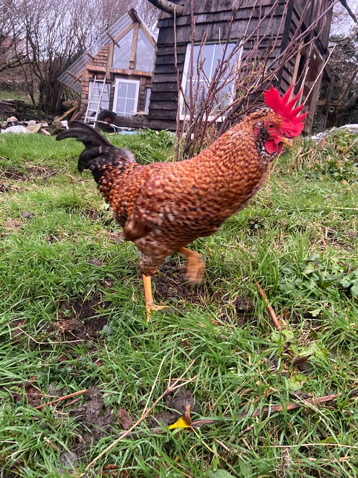 Brown rooster walking in the yard