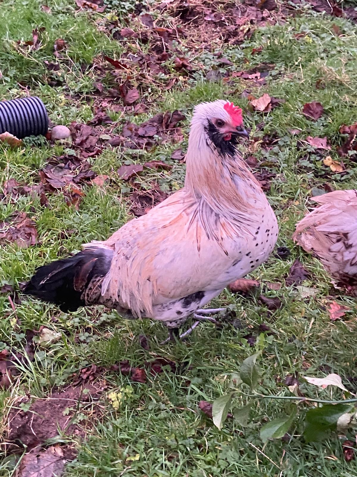 White and black speckled rooster on grass