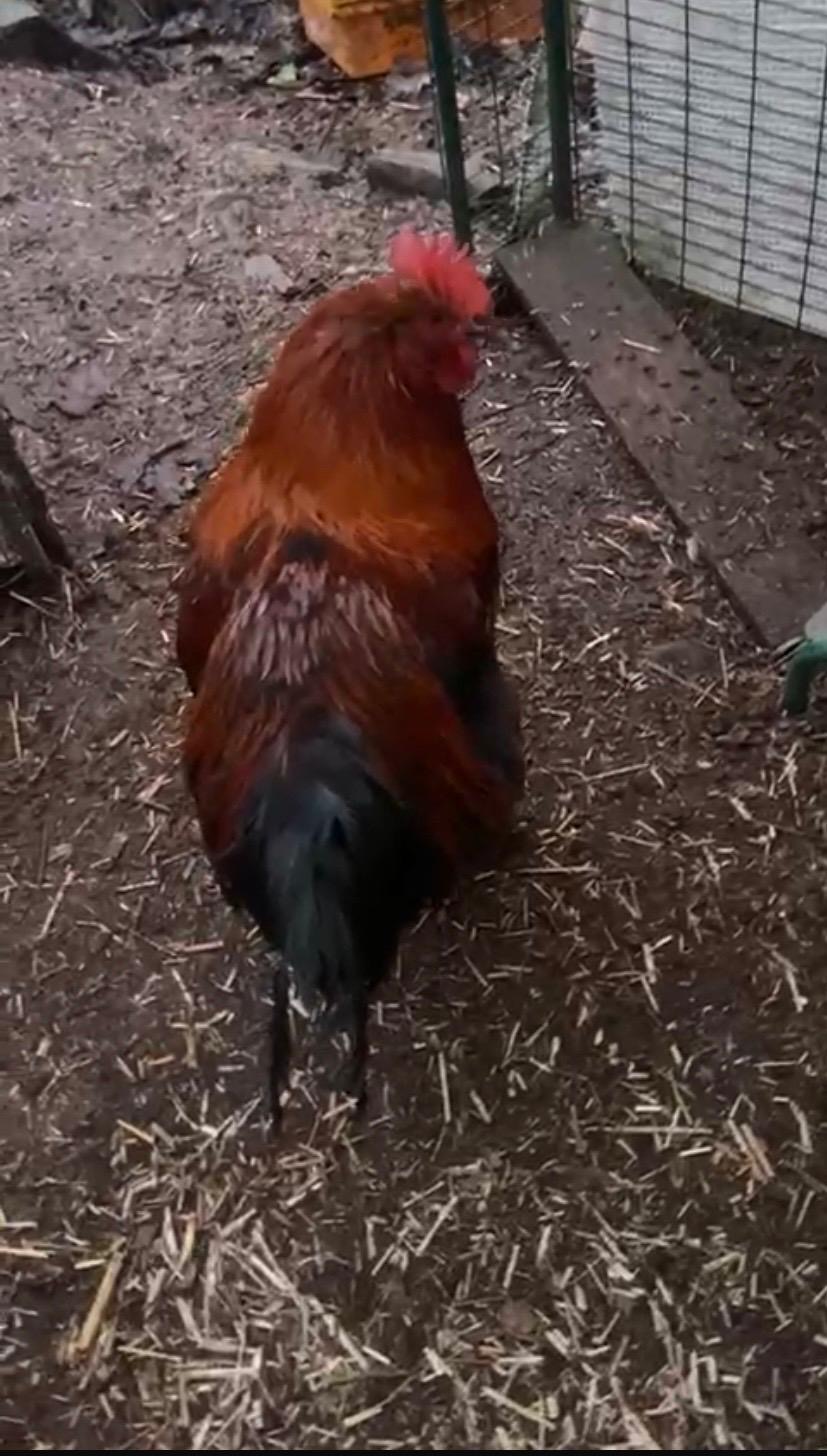 Large red rooster in the coop
